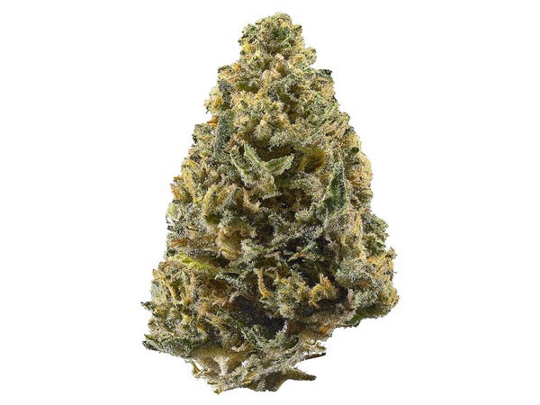 Indica 100%